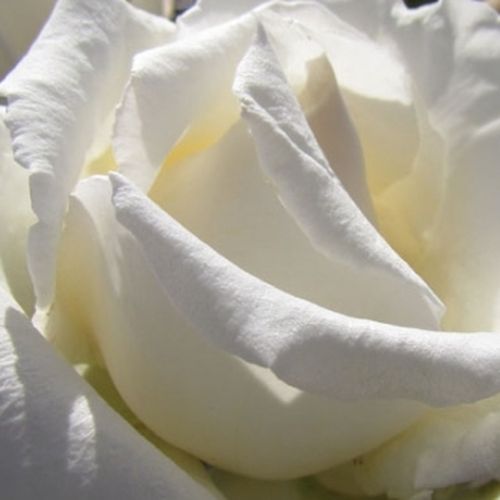 Magazinul de Trandafiri - trandafir teahibrid - alb - Rosa Benjamin Britten - trandafir cu parfum discret - Rob Somerfield - ,-